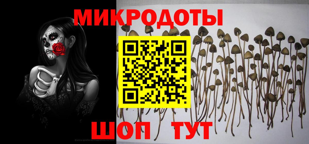 Псилоцибиновые грибы Psilocybine cubensis Старая Купавна